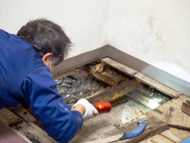 Best Mold Damage Repair  in Glen Head, NY