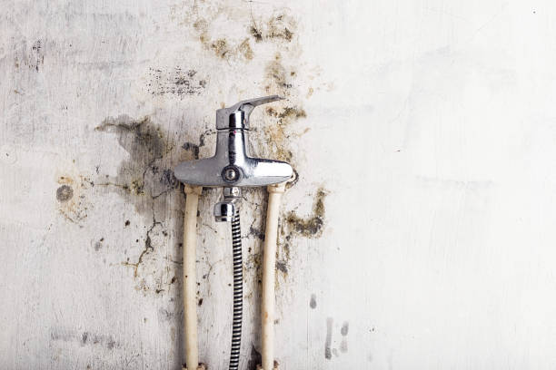 Glen Head, NY Mold Removal Company