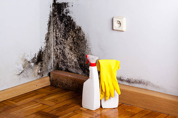Best Fast Mold Removal  in Glen Head, NY