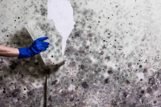 Best Professional Mold Removal  in Glen Head, NY