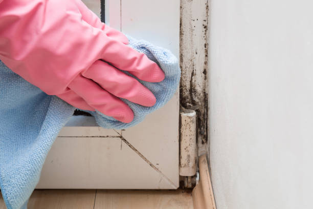 Best Residential Mold Removal  in Glen Head, NY