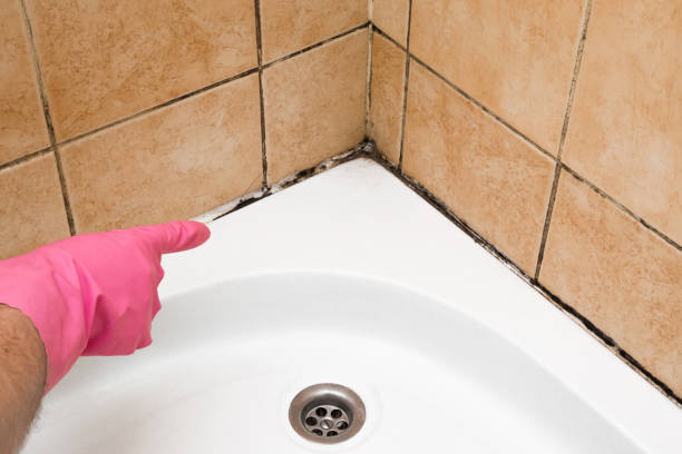 Mold Testing and Removal in Glen Head, NY